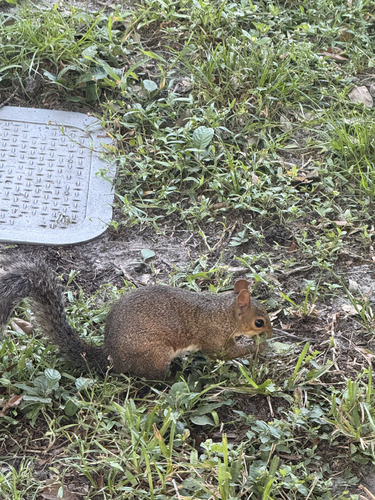 Eastern Gray Squirrel