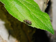 Phyllobius contemptus
