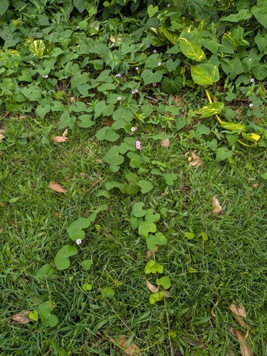 Ipomoea triloba observed 2026-10-05