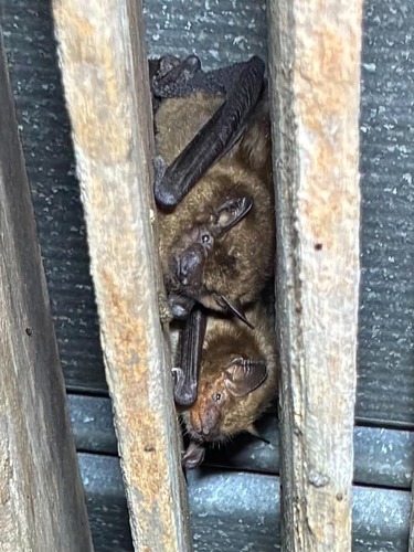 Big Brown Bat observed by noah_ganson