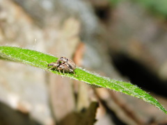 Phyllobius contemptus