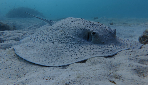 Urogymnus asperrimus observed 2026-09-25