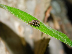 Phyllobius contemptus