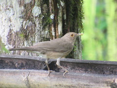 Turdus maculirostris
