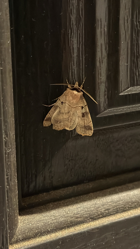 Pale-banded Dart
