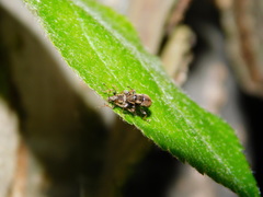 Phyllobius contemptus