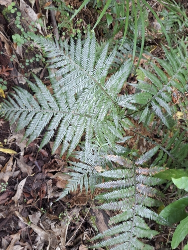 Diploblechnum fraseri observed 2026-10-14