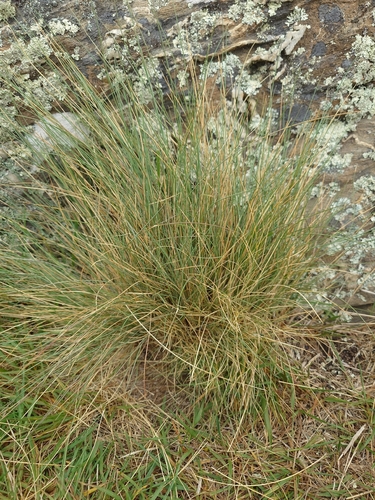 Poa colensoi observed 2026-10-14