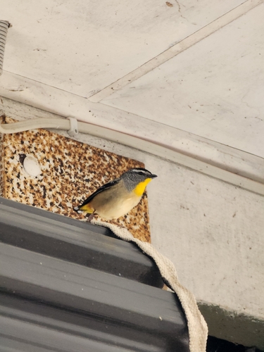 Spotted Pardalote