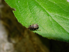 Phyllobius contemptus