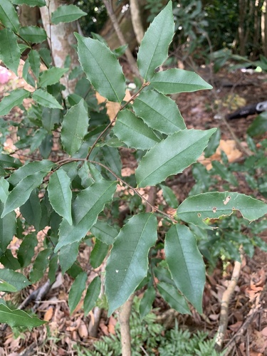 Prunus spinulosa observed 2026-10-14