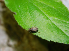 Phyllobius contemptus