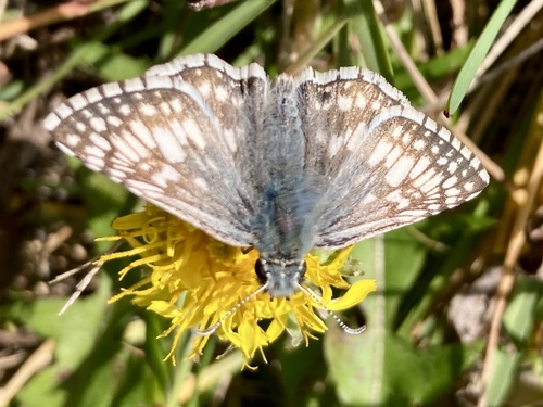 Common Checkered-Skipper