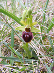 Ophrys sphegodes sphegodes