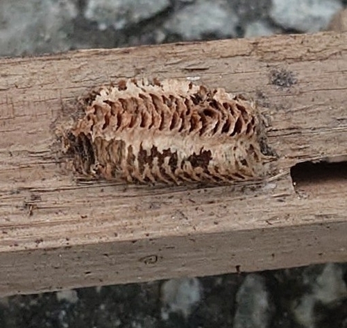 Carolina Mantis