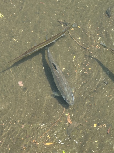 Megalops cyprinoides observed 2026-10-14