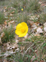 Ranunculus gramineus