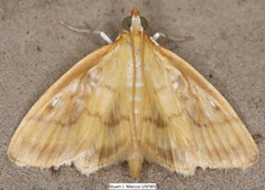 Crocidophora tuberculalis