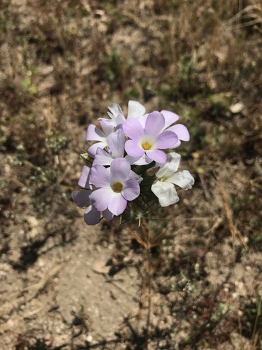 largeflower linanthus (Leptosiphon grandiflorus)