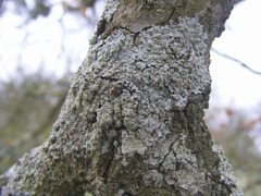 Physcia tribacioides