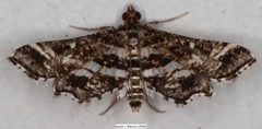 Diasemiopsis leodocusalis