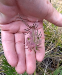 Geum triflorum