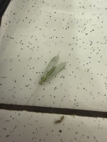 iNaturalist observation photo of Green Lacewings