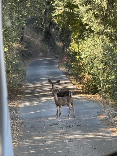 iNaturalist observation photo of Mule Deer