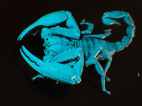 Asian Forest Scorpion