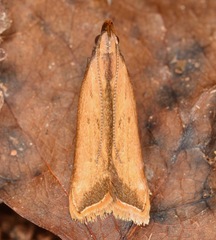 Dichomeris heriguronis