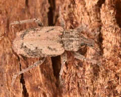 Listroderes difficilis