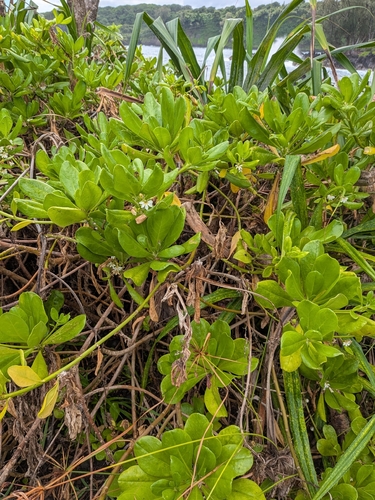 Scaevola taccada observed 2026-10-05