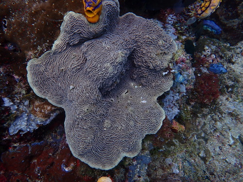 Pachyseris speciosa observed 2026-10-13
