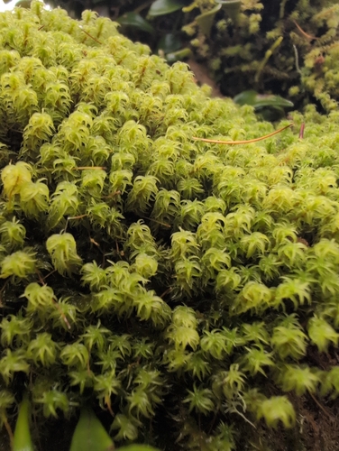 Leptodontium viticulosoides observed 2026-10-14