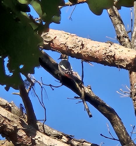 Great Spotted Woodpecker