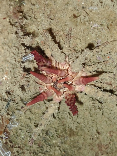 Goniocidaris tubaria observed 2026-10-14