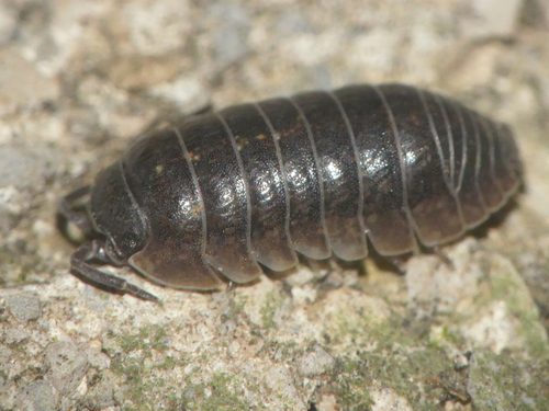 Arcangeli's Pill Woodlouse, photo 5 of 10