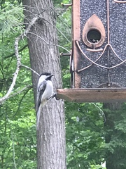 Poecile atricapillus