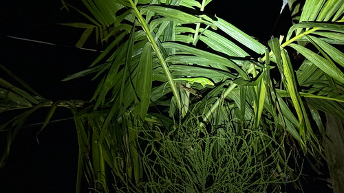 Knight Anole