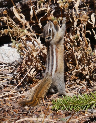 Least Chipmunk observed by phyllisholst