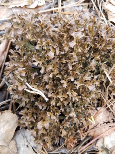 Iceland Lichen