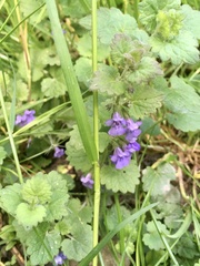 Glechoma hederacea