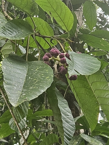 Poikilospermum observed 2026-10-12