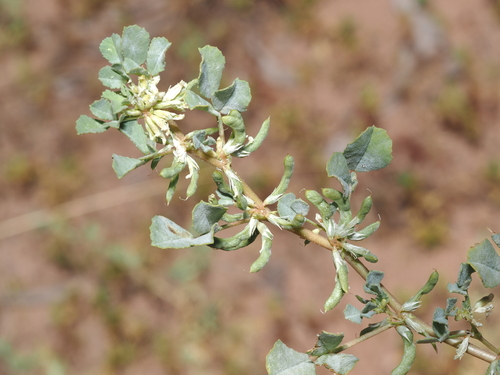 Trigonella suavissima observed 2026-10-07
