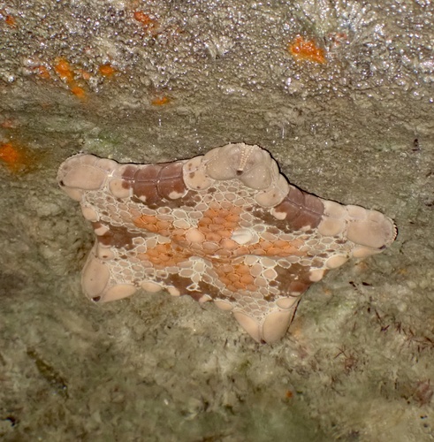 Tosia australis observed 2026-10-14