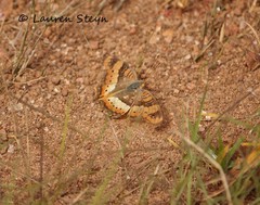 Precis ceryne ceryne