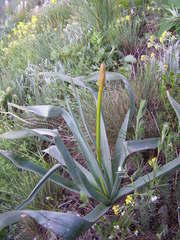 Eremurus spectabilis