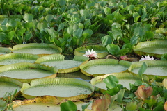 Victoria cruziana