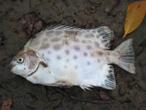 Scatophagus argus observed 2026-10-13