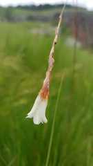 Dierama pumilum